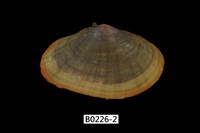 藏品(小紫雲蛤)的圖片